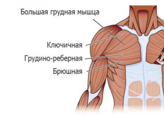Упражнения для внутренних грудных мышц