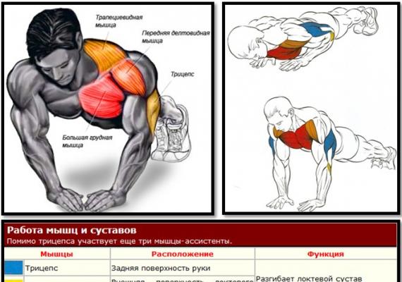 Подробно о мышцах, которые работают и качаются при различных отжиманиях от пола Отжимания узким хватом программа